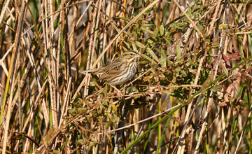 Savannah sparrow [Passerculus sandwichensis mediogriseus]