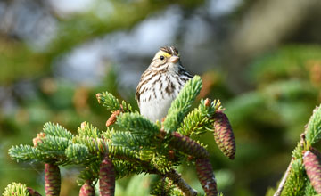 Savannah sparrow [Passerculus sandwichensis savanna]