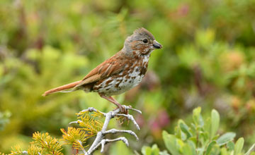 Fox sparrow [Passerella iliaca iliaca]