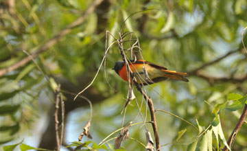 Small minivet [Pericrocotus cinnamomeus cinnamomeus]