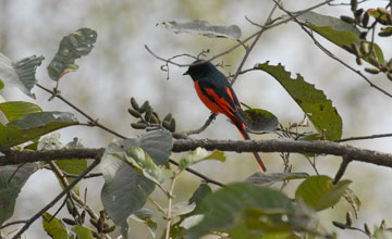 Long-tailed minivet [Pericrocotus ethologus favillaceus]