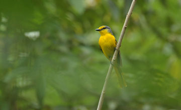 Orange minivet [Pericrocotus flammeus]