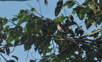 Floresmennigvogel [Pericrocotus lansbergei]