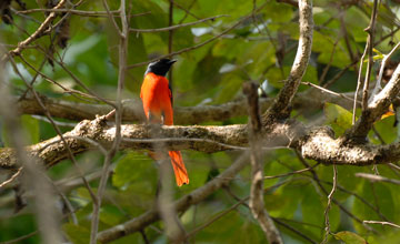 Scarlet minivet [Pericrocotus speciosus speciosus]