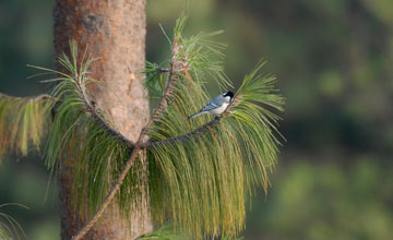 Tannenmeise [Periparus ater aemodius]