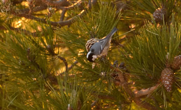 Coal tit [Periparus ater vieirae]