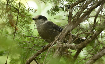 Canada jay [Perisoreus canadensis sanfordi]