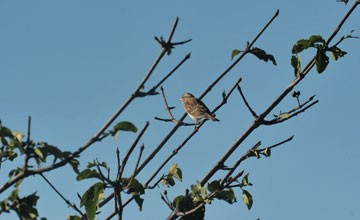 Yellow-throated petronia [Petronia superciliaris]