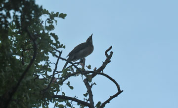 Helmlederkopf [Philemon buceroides buceroides]