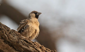 Sociable weaver [Philetairus socius socius]