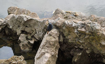 Plumbeous water redstart [Phoenicurus fuliginosus fuliginosus]