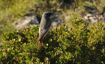 Hausrotschwanz [Phoenicurus ochruros aterrimus]