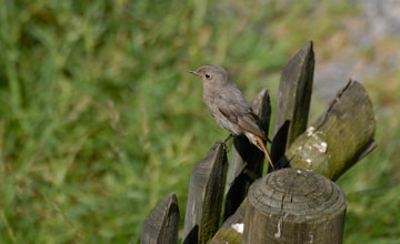 Hausrotschwanz [Phoenicurus ochruros gibraltariensis]