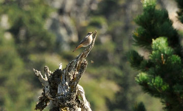 Gartenrotschwanz [Phoenicurus phoenicurus phoenicurus]