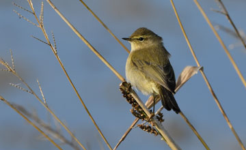 Common chiffchaff [Phylloscopus collybita collybita]