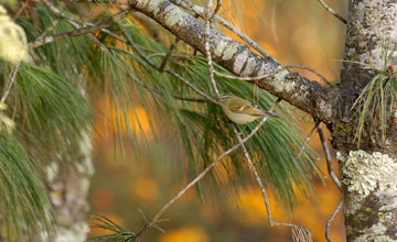 Hume's leaf warbler [Phylloscopus humei humei]