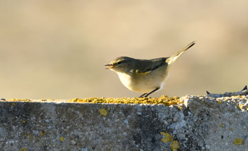 Iberian chiffchaff [Phylloscopus ibericus ibericus]