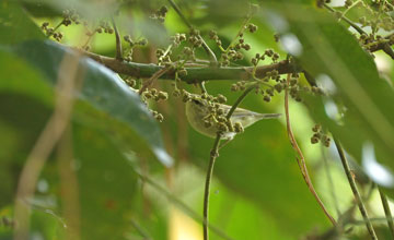 Wacholderlaubsänger [Phylloscopus nitidus]