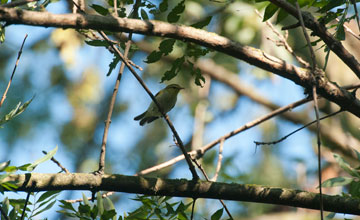 Waldlaubsänger [Phylloscopus sibilatrix]