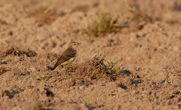 Willow warbler [Phylloscopus trochilus trochilus]