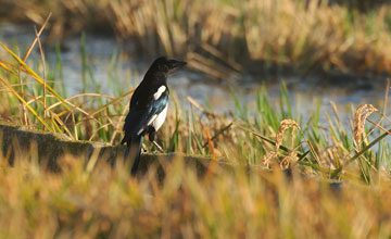 Eurasian magpie [Pica pica melanotos]