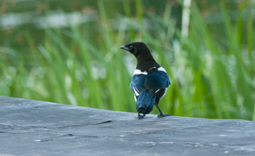 Eurasian magpie [Pica pica pica]