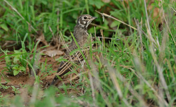 Drossellerche [Pinarocorys nigricans]