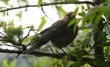 Pine grosbeak [Pinicola enucleator leucura]