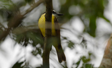 Schwefelmaskentyrann [Pitangus sulphuratus guatimalensis]