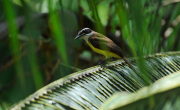 Great kiskadee [Pitangus sulphuratus sulphuratus]