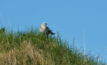 Snow bunting [Plectrophenax nivalis insulae]