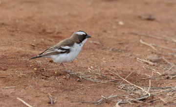 Mahaliweber [Plocepasser mahali melanorhynchus]