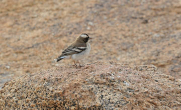 White-browed sparrow-weaver [Plocepasser mahali stentor]