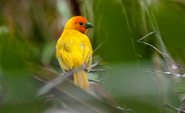 Golden palm weaver [Ploceus bojeri]