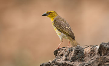 Village weaver [Ploceus cucullatus paroptus]