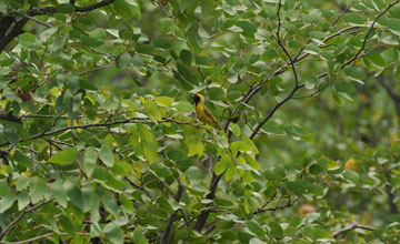 Village weaver [Ploceus cucullatus spilonotus]