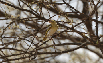 Rüppell's weaver [Ploceus galbula]