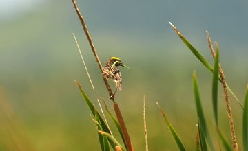 Streaked weaver [Ploceus manyar flaviceps]