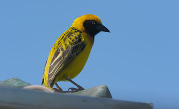 Speke's weaver [Ploceus spekei]