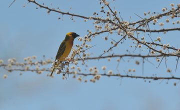 Northern masked weaver [Ploceus taeniopterus]