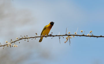 Vitelline masked weaver [Ploceus vitellinus]