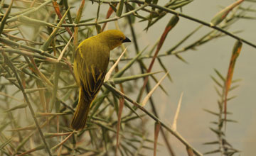 Holub's golden weaver [Ploceus xanthops]