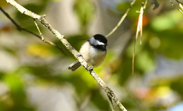 Black-capped chickadee [Poecile atricapillus atricapillus]