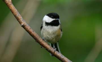 Black-capped chickadee [Poecile atricapillus bartletti]