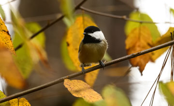 Black-capped chickadee [Poecile atricapillus practicus]