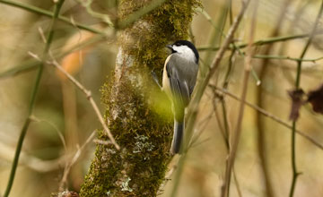 Carolina chickadee [Poecile carolinensis carolinensis]