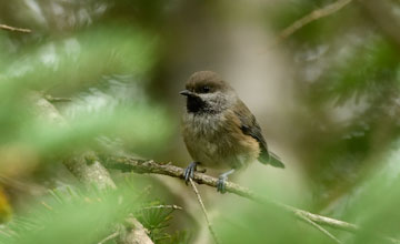 Boreal chickadee [Poecile hudsonicus hudsonicus]