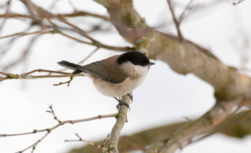 Marsh tit [Poecile palustris palustris]