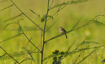 Schlichtprinie [Prinia inornata insularis]