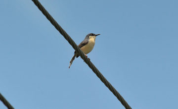 Rostbauchprinie [Prinia socialis brevicauda]